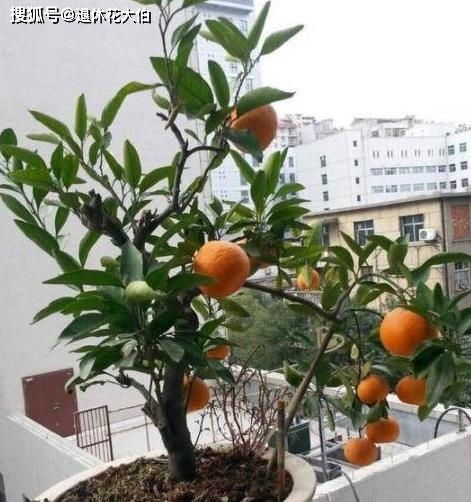 橘子树苗盆栽什么时候开花[盆栽橘子树什么时候开花什么时候结果]